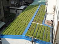 厦门哪里有屋顶绿化植物？